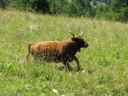 mucca irlandese in corsa