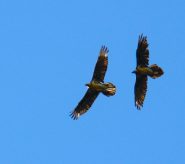 Gipeti volo in coppia