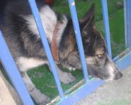 Il triste cagnolino...