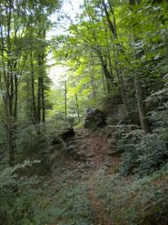 sentero con lampioni (alcuni funzionano ancora !!)