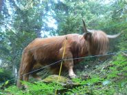 Un incontro inaspettato: un bovino di razza scozzese scendendo verso Briga