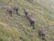 stambecchi davanti al rifugio