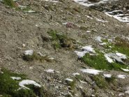 Una simpatica marmottina nel Vallone del Maurin.