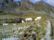 Colazione con granita all'erba