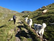 Veniamo raggiunti e scortati dai cani