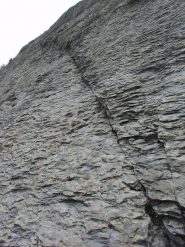 scaglie nella parte alta