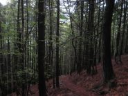 nel bosco Curbello