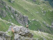 Zoom su coppia di camosci