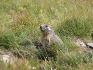 marmotta lungo la strada militare