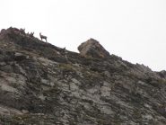 camosci nel vallon barbier