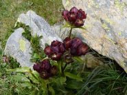 gentiana purpurea