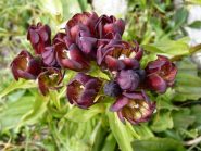 gentiana purpurea