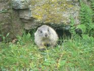 piccolo di marmotta