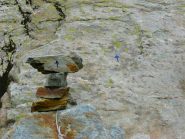 L'ATTACCO DELLO ZOCCOLO