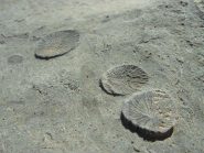 sull'arenaria, levigata dall'antico ghiacciaio, sono visibili tracce di epoche ancora più remote, che svelano l'origine marina di queste rocce