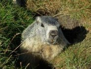 qui stranamente le marmotte si riescono ad avvicinare facilmente, per la gioia di grandi e bambini