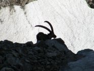 stambecco sulla morena del gh.peirabroc
