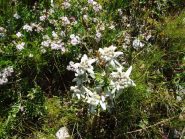 edelweiss