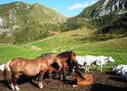 Mandria alla cella alta di perabruna