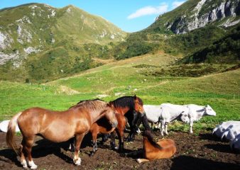 Mandria alla cella alta di perabruna
