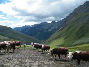 bovini all'alpe  tsa di merdeux