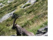Il Guardiano del Bivacco...