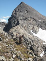 stambecchi nei pressi della cima