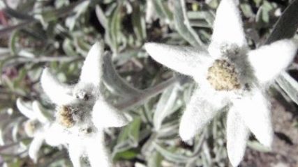 Stelle Alpine al colletto Vittorio