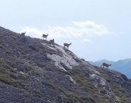 Un po' di compagnia...