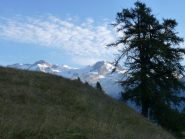 il rosa visto dall'Alpenzu