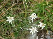 stelle alpine sul sentiero