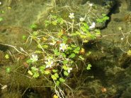 curiosa fioritura lacustre