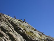 Gruppo di stambecchi sul versante sud della Paur.