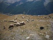 pascoli affollati verso Larche