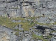 Mucche alpiniste