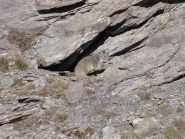 marmotta in cresta