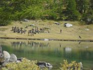 alpini in addestramento sulla riva del lago di Arpy