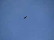 Aquila in volo