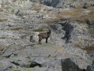 Bel esemplare di giovane stambecco