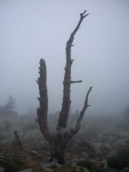 il grande albero,pare un fantasma....