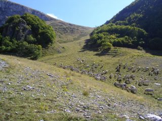 Pascoli nel Vallone del Cros
