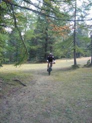 in discesa nel bosco