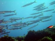 Barracuda al largo di Cala Bianca