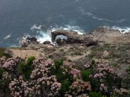 Fioritura di erica sullo scosceso versante Nord per Cala Bianca