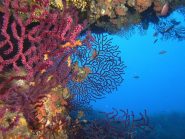 Gorgonie sui fondali di Punta Bassana