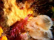 In pochi cm quadrati una biodiversità incredibile: una spugna, un nudibranco, un verme dal ciuffo bianco 