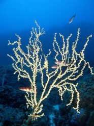 Un bellissimo ramo di gerardia (o falso corallo nero)