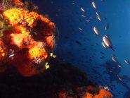 Mariuccia mi precede sui meravigliosi fondali di Punta Bassana