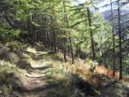 i colori autunnali del bosco