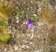 otto ottobre la viola